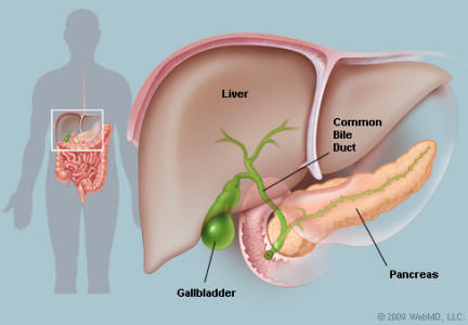 Gallbladder